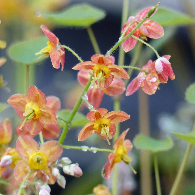 Epimedium pubigerum Orangekönigin - Elfenbloem (Bloei)