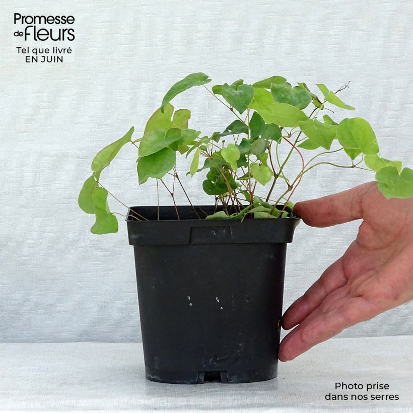 Exemplaar van Epimedium rubrum - Elfenbloem Pot van 2 l/3 l zoals geleverd in de zomer