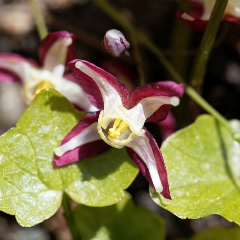 Epimedium rubrum - Elfenbloem (Bloei)