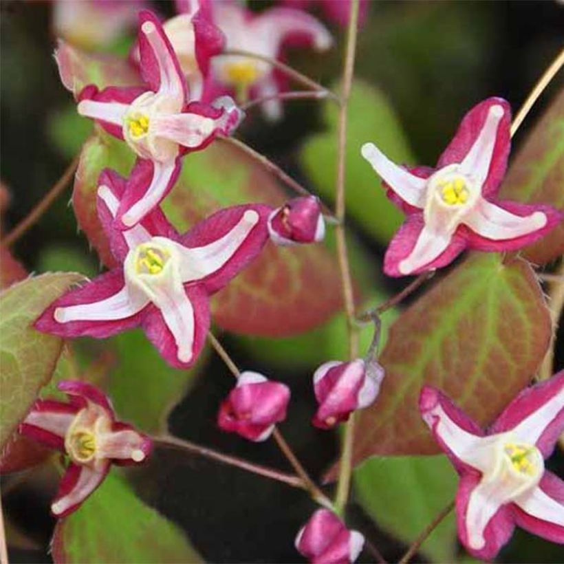 Epimedium rubrum Galadriel - Elfenbloem (Bloei)