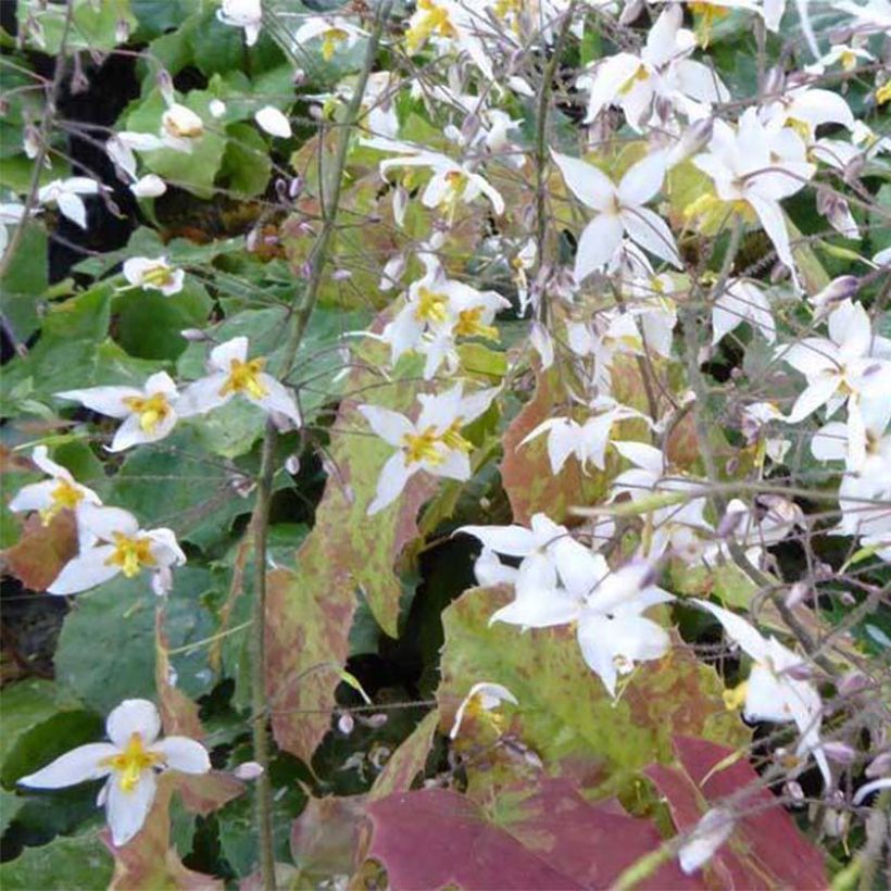 Epimedium stellulatum Wudang Star - Elfenbloem (Bloei)