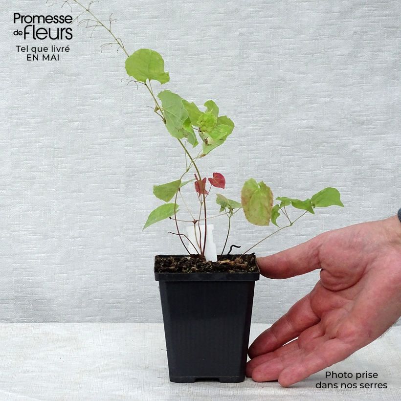 Exemplaar van Epimedium stellulatum Wudang Star - Elfenbloem Kweekpotje van 8/9 cm zoals geleverd in de lente