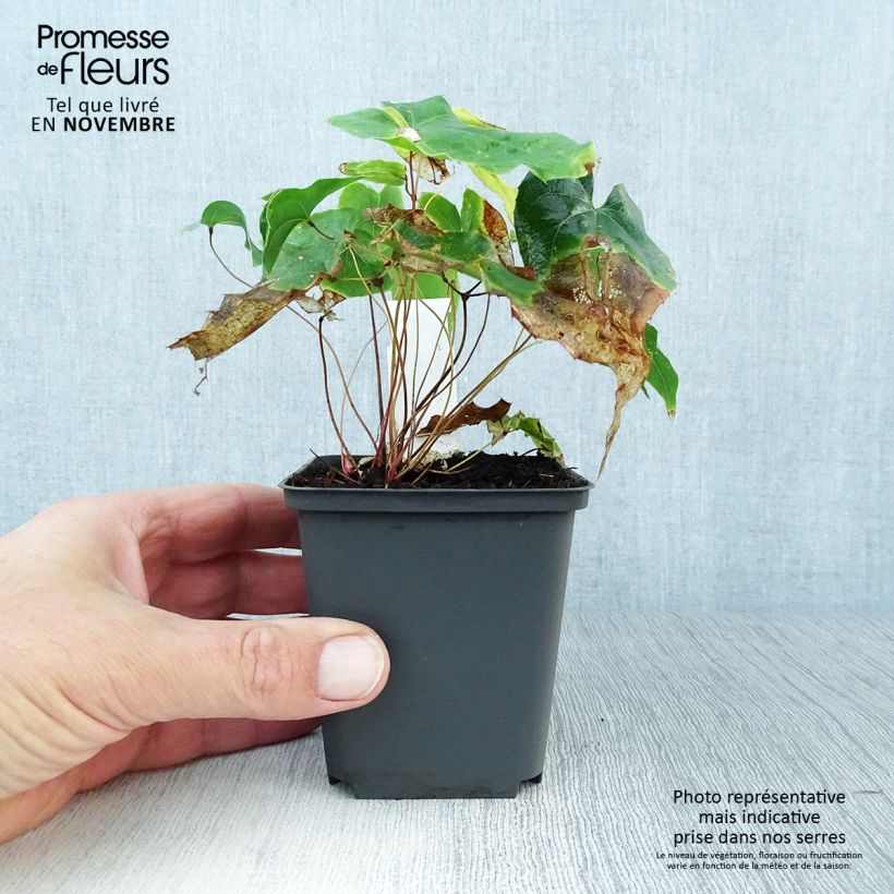 Exemplaar van Epimedium stellulatum Wudang Star - Elfenbloem Kweekpotje van 8/9 cm zoals geleverd in de herfst