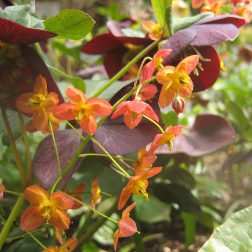 Epimedium warleyense - Elfenbloem (Bloei)