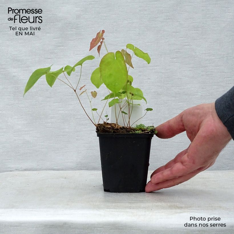 Exemplaar van Epimedium warleyense Ellen Willmott - Elfenbloem Kweekpotje van 8/9 cm zoals geleverd in de lente