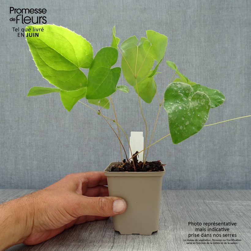 Exemplaar van Epimedium warleyense Ellen Willmott - Elfenbloem Kweekpotje van 8/9 cm zoals geleverd in de zomer