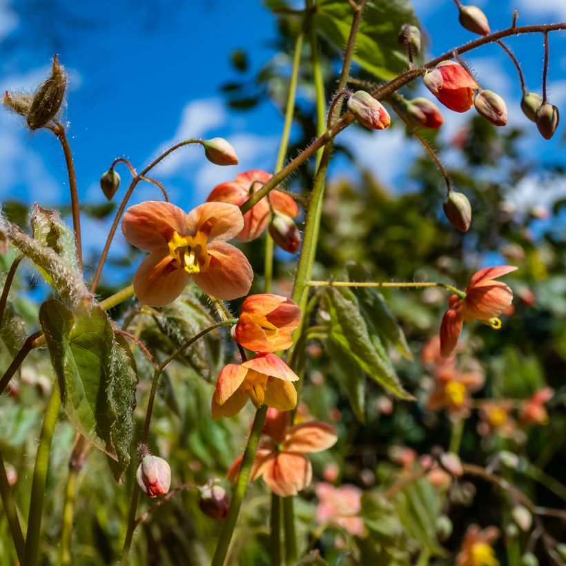 Epimedium warleyense - Elfenbloem (Bloei)