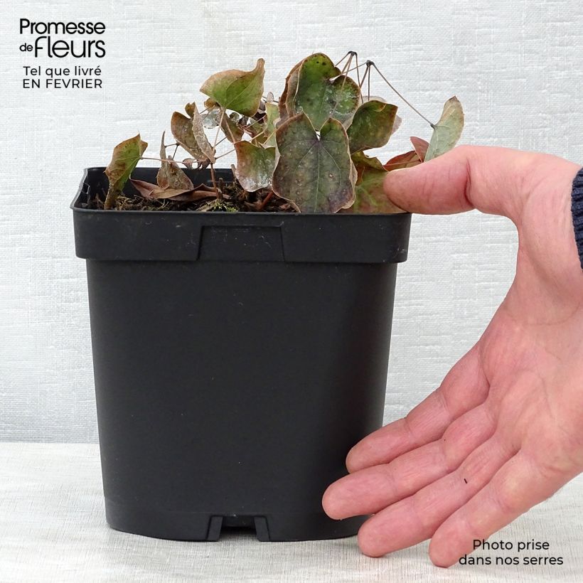 Exemplaar van Epimedium warleyense - Elfenbloem Pot van 2 l/3 l zoals geleverd in de winter