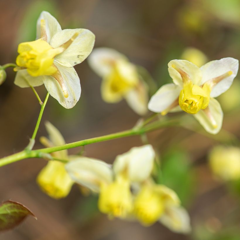 Epimedium versicolor Sulphureum - Elfenbloem (Bloei)