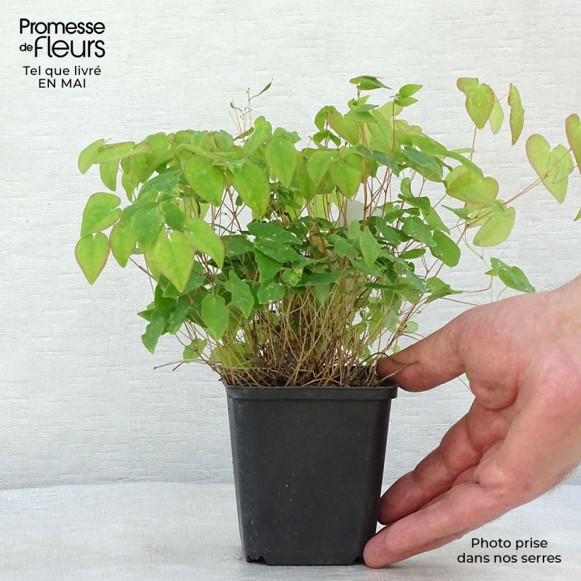 Exemplaar van Epimedium youngianum Merlin - Elfenbloem Kweekpotje van 8/9 cm zoals geleverd in de lente