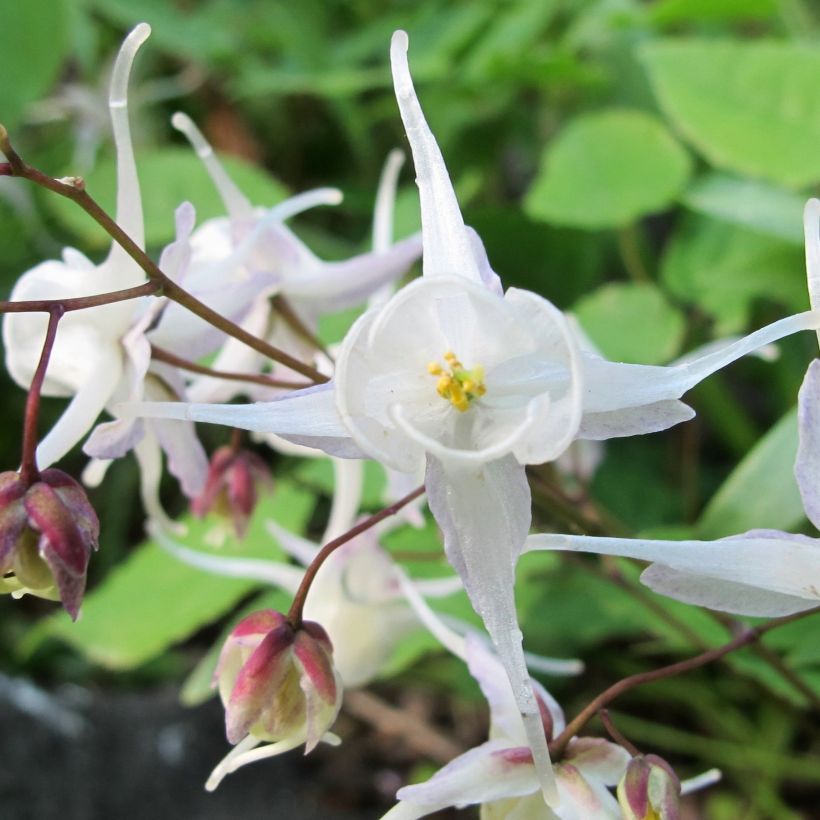 Epimedium youngianum Niveum - Elfenbloem (Bloei)