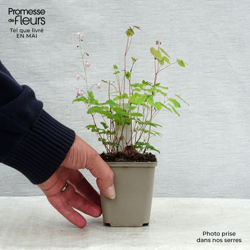 Exemplaar van Epimedium youngianum Roseum - Elfenbloem Kweekpotje van 8/9 cm zoals geleverd in de lente