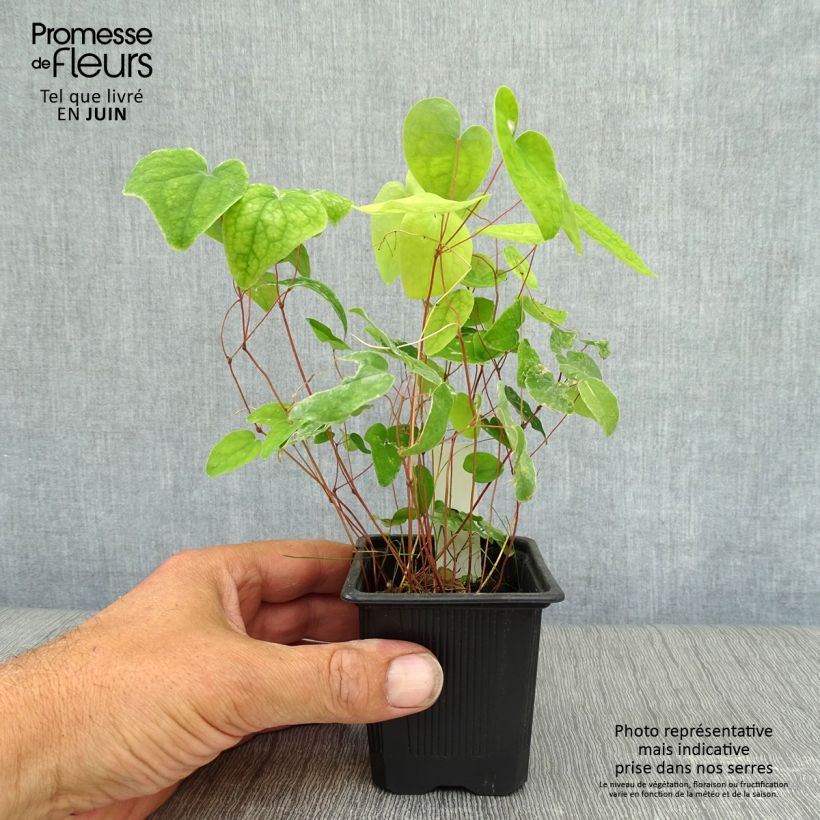 Exemplaar van Epimedium youngianum Roseum - Elfenbloem Kweekpotje van 8/9 cm zoals geleverd in de zomer