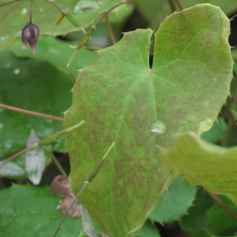 Epimedium Pink Elf - Elfenbloem (Blad)