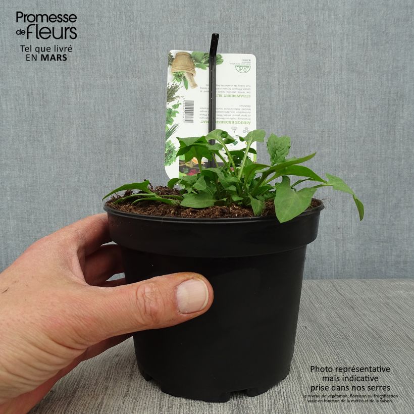 Exemplaar van Aardbeispinazie - Blitum capitatum Pot van 1,5 l/2 l zoals geleverd in de lente