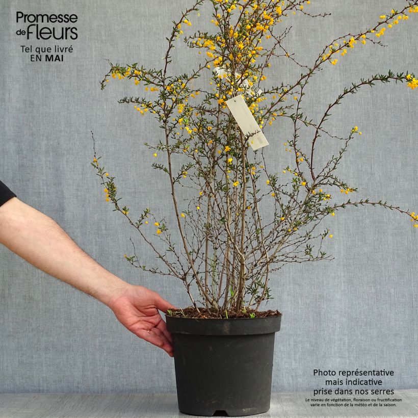 Example of Berberis stenophylla - Zuurbes Pot van 7,5 l/10 l as you get in printemps