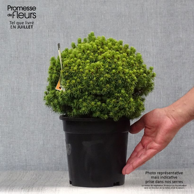 Exemplaar van Picea glauca Alberta Globe - Witte spar Pot van 2 l/3 l zoals geleverd in de zomer