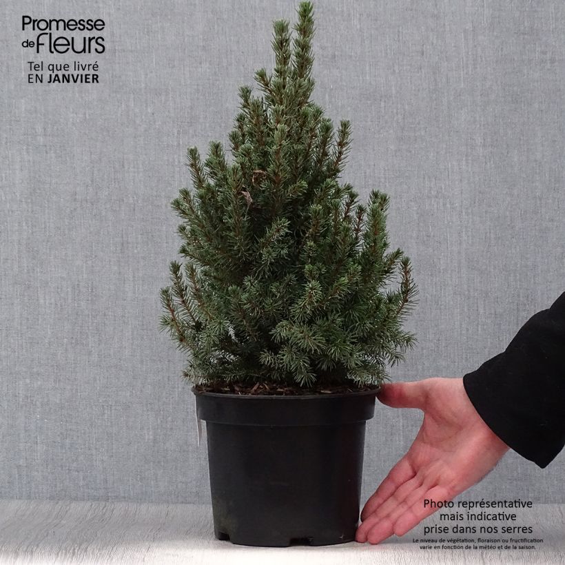 Exemplaar van Picea glauca Conica Blue - Witte spar Pot van 3 l/4 l zoals geleverd in de winter