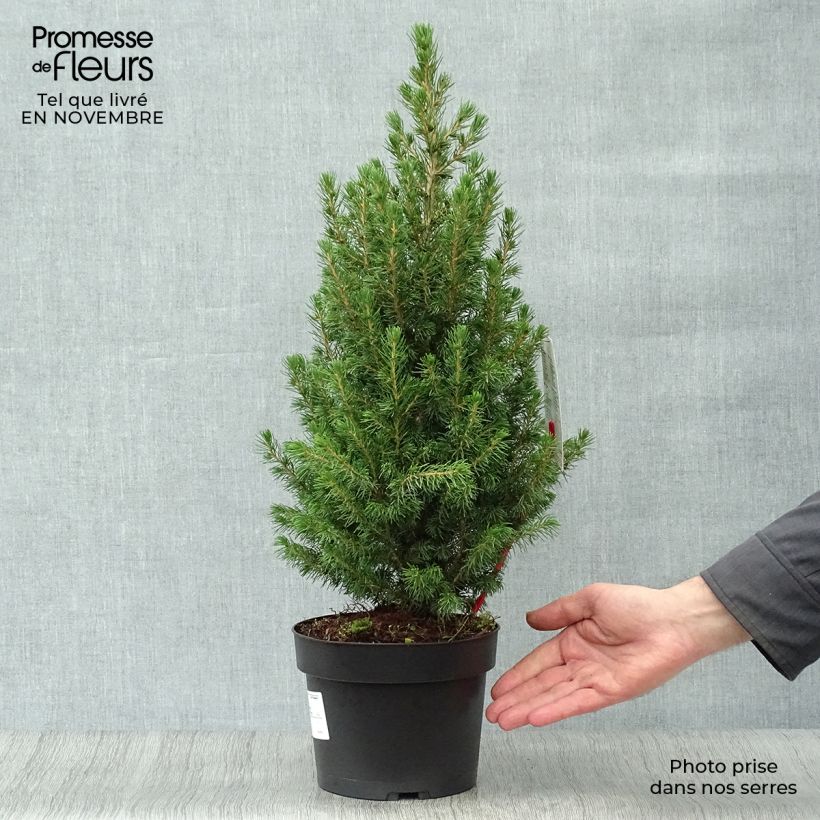 Exemplaar van Picea glauca Conica - Witte spar Pot van 2 l/3 l zoals geleverd in de herfst