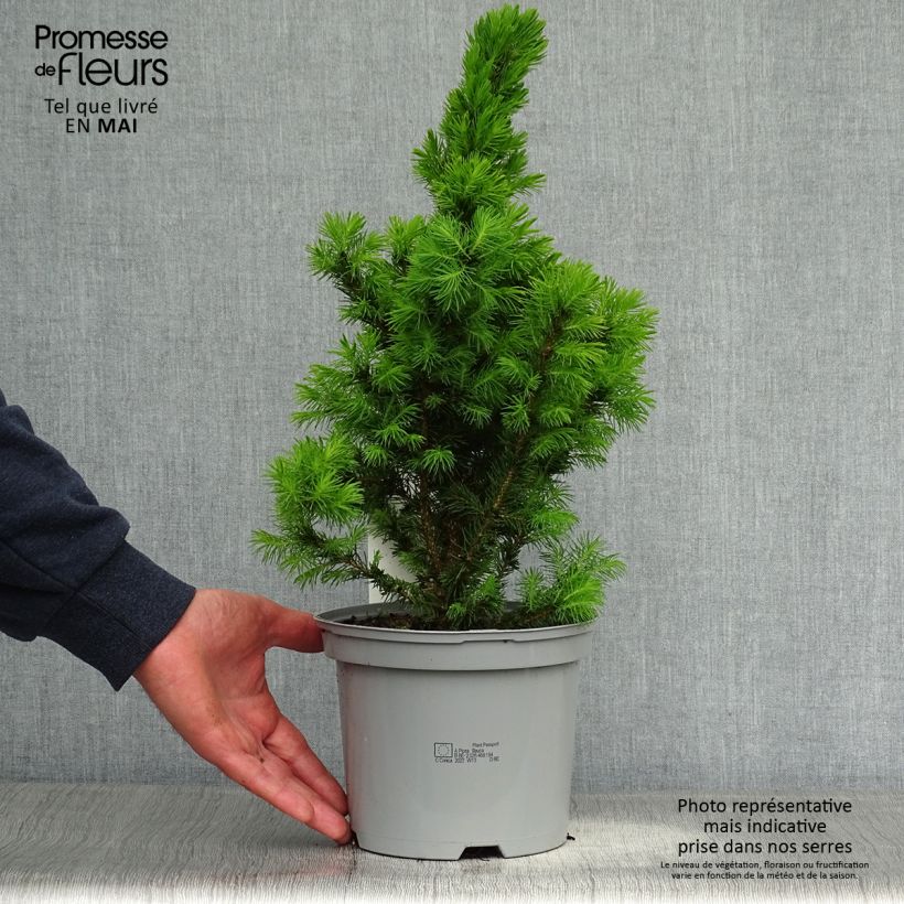 Exemplaar van Picea glauca Conica - Witte spar Pot van 2 l/3 l zoals geleverd in de lente