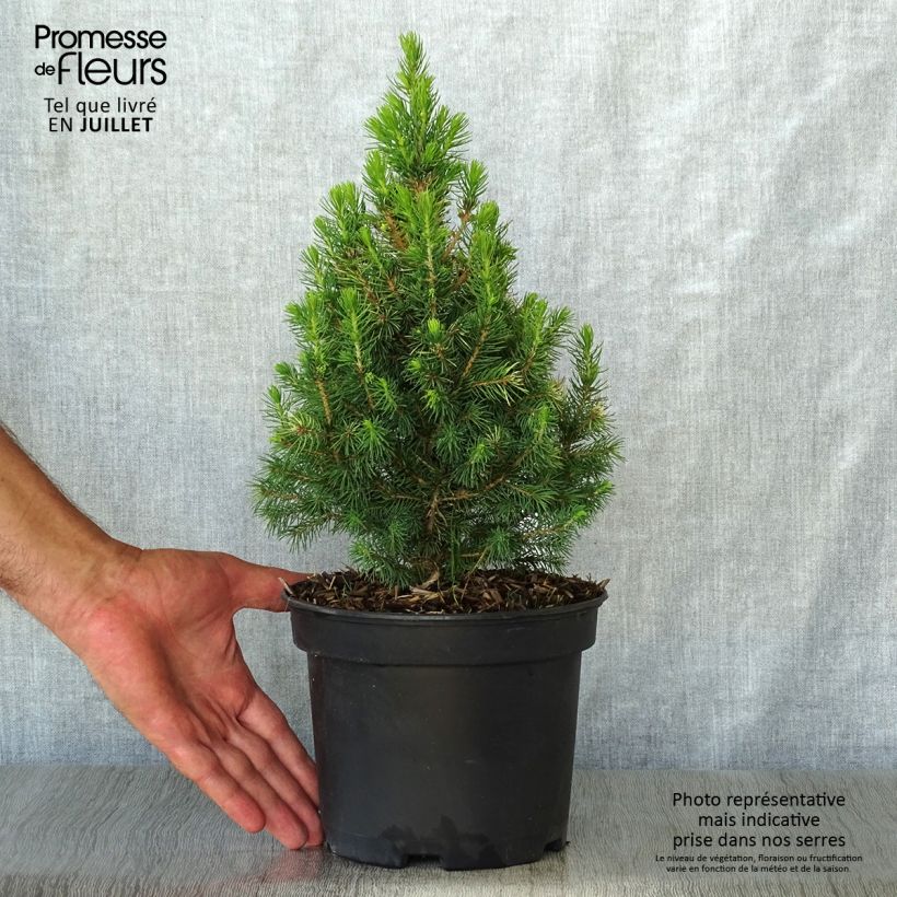 Exemplaar van Picea glauca Daisy's White - Witte spar Pot van 2 l/3 l zoals geleverd in de zomer