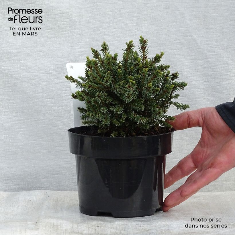 Example of Picea glauca Echiniformis - Witte spar Pot van 2 l/3 l as you get in printemps