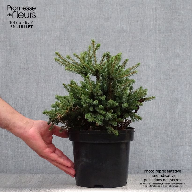 Exemplaar van Picea glauca Echiniformis - Witte spar Pot van 2 l/3 l zoals geleverd in de zomer