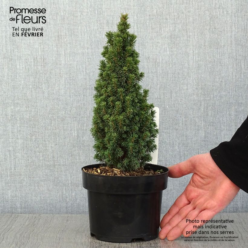 Exemplaar van Picea glauca Piccolo - Witte spar Pot van 2 l/3 l zoals geleverd in de winter