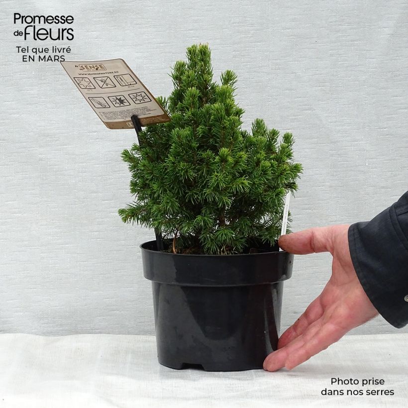Exemplaar van Picea glauca Rainbow's End - Witte spar Pot van 2 l/3 l zoals geleverd in de lente