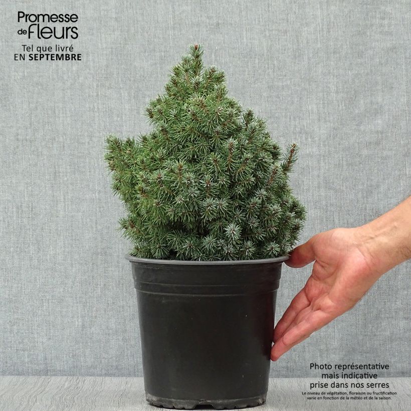 Exemplaar van Picea glauca Sanders Blue - Witte spar Pot van 4 l/5 l zoals geleverd in de herfst