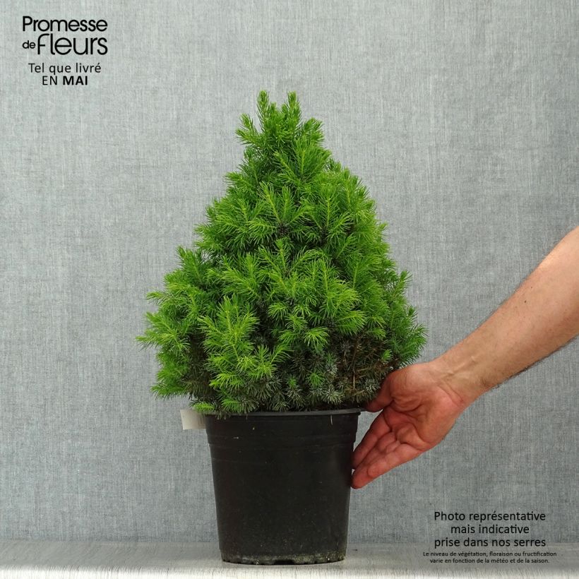 Exemplaar van Picea glauca Sanders Blue - Witte spar Pot van 4 l/5 l zoals geleverd in de lente