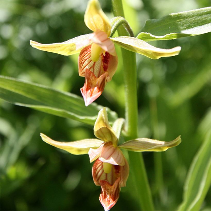 Epipactis gigantea - Wespenorchis (Bloei)