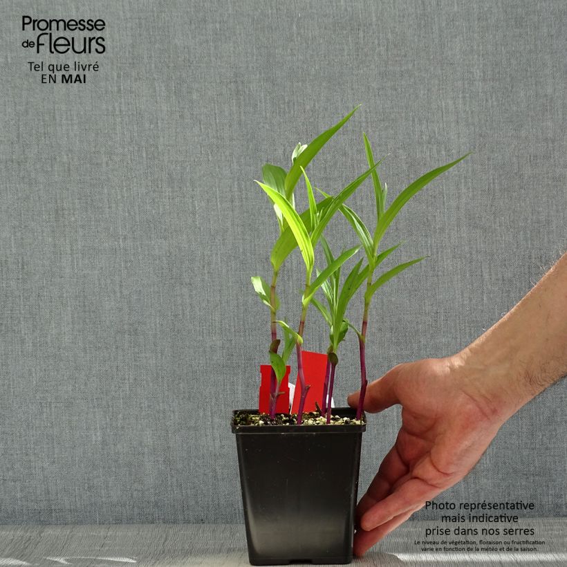 Exemplaar van Epipactis gigantea - Wespenorchis Pot van 1 l/1,5 l zoals geleverd in de lente