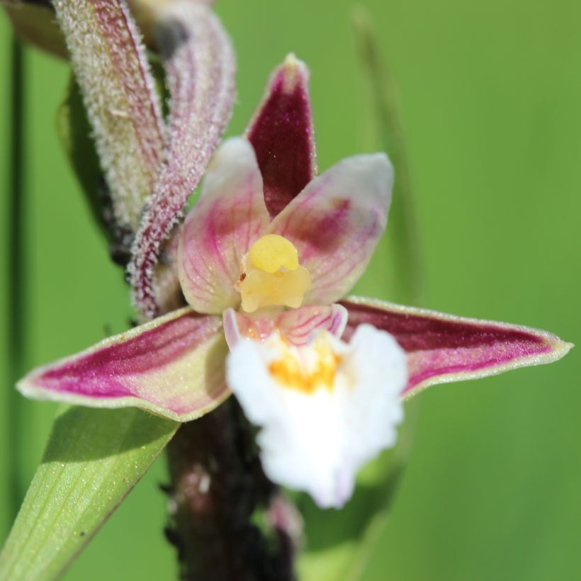 Epipactis palustris - Moeraswespenorchis (Bloei)