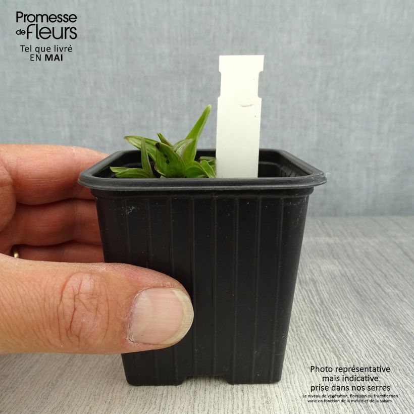 Exemplaar van Epipactis palustris - Moeraswespenorchis Kweekpotje van 8/9 cm zoals geleverd in de lente