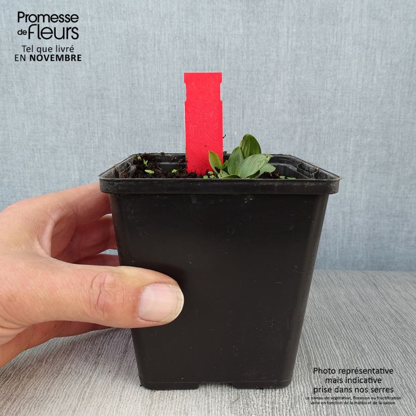 Exemplaar van Epipactis palustris - Moeraswespenorchis Pot van 1 l/1,5 l zoals geleverd in de herfst