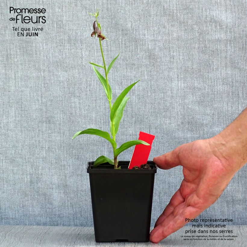 Exemplaar van Epipactis palustris - Moeraswespenorchis Pot van 1 l/1,5 l zoals geleverd in de zomer