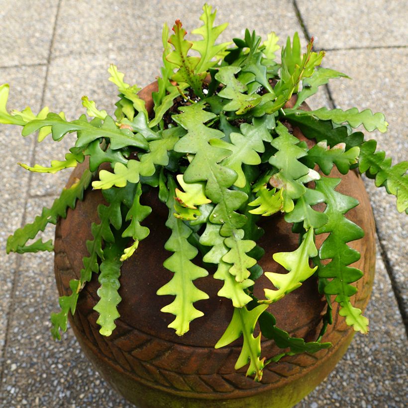 Epiphyllum anguliger - Zaagcactus (Groeiplaats)