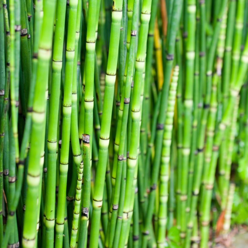 Equisetum camtschatcense - Schaafstro (Blad)
