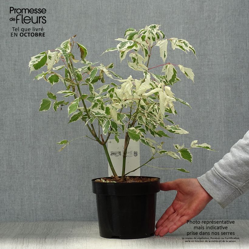 Exemplaar van Acer negundo Flamingo - Vederesdoorn Pot van 3 l/4 l zoals geleverd in de herfst
