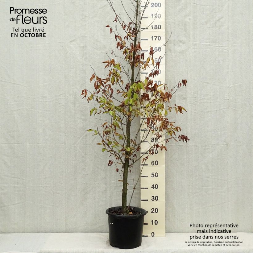 Exemplaar van Acer carpinifolium - Haagbeukbladige esdoorn Pot van 7,5 l/10 l, Kroonhoogte zoals geleverd in de herfst
