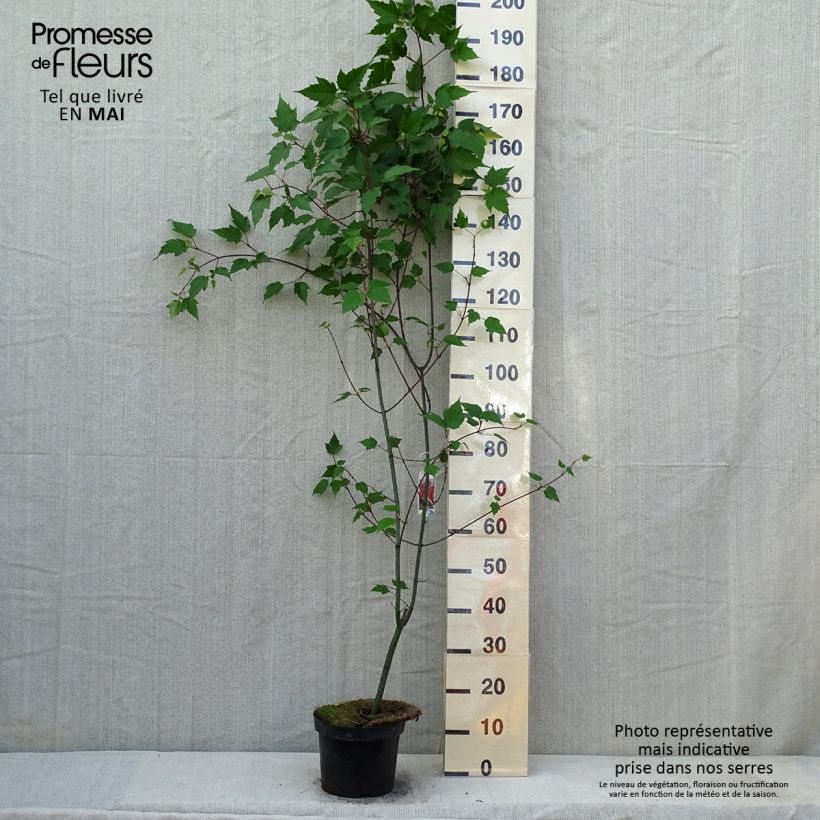 Exemplaar van Acer capillipes - Slangenhuidesdoorn Pot van 7,5 l/10 l, Kroonhoogte zoals geleverd in de lente