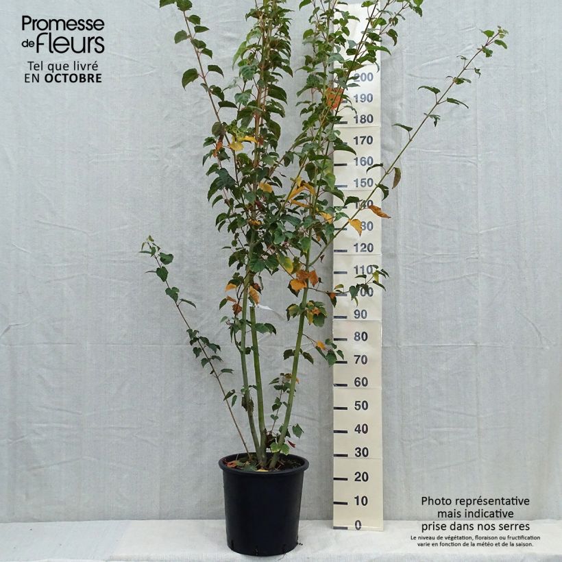 Exemplaar van Acer davidii - Chinese esdoorn Pot van 20 l/25 l zoals geleverd in de herfst