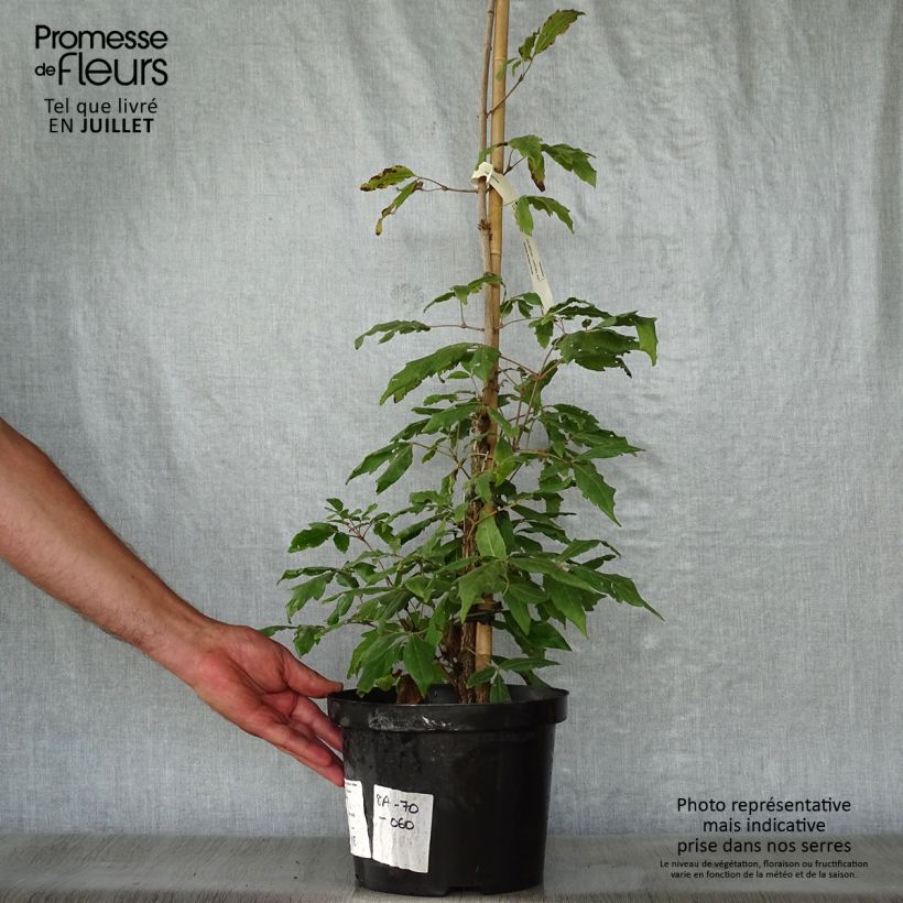 Exemplaar van Acer triflorum - Driebloemige esdoorn Pot van 4 l/5 l zoals geleverd in de zomer