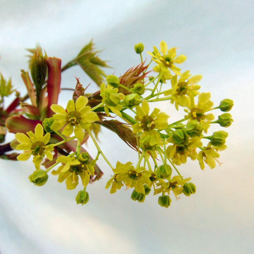 Acer platanoides Globosum - bolesdoorn (Bloei)