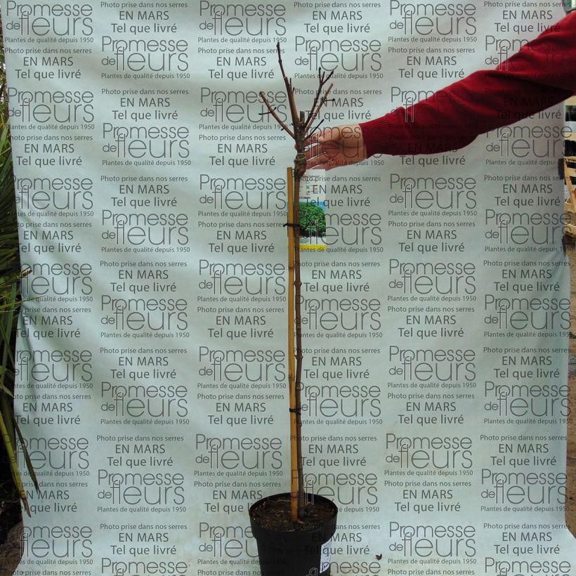 Voorbeeld van een exemplaar van Acer platanoides Globosum - bolesdoorn Pot van 3 l/4 l, Stengel zoals geleverd