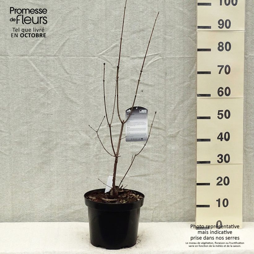 Exemplaar van Acer griseum - papieresdoorn Pot van 7,5 l/10 l zoals geleverd in de herfst