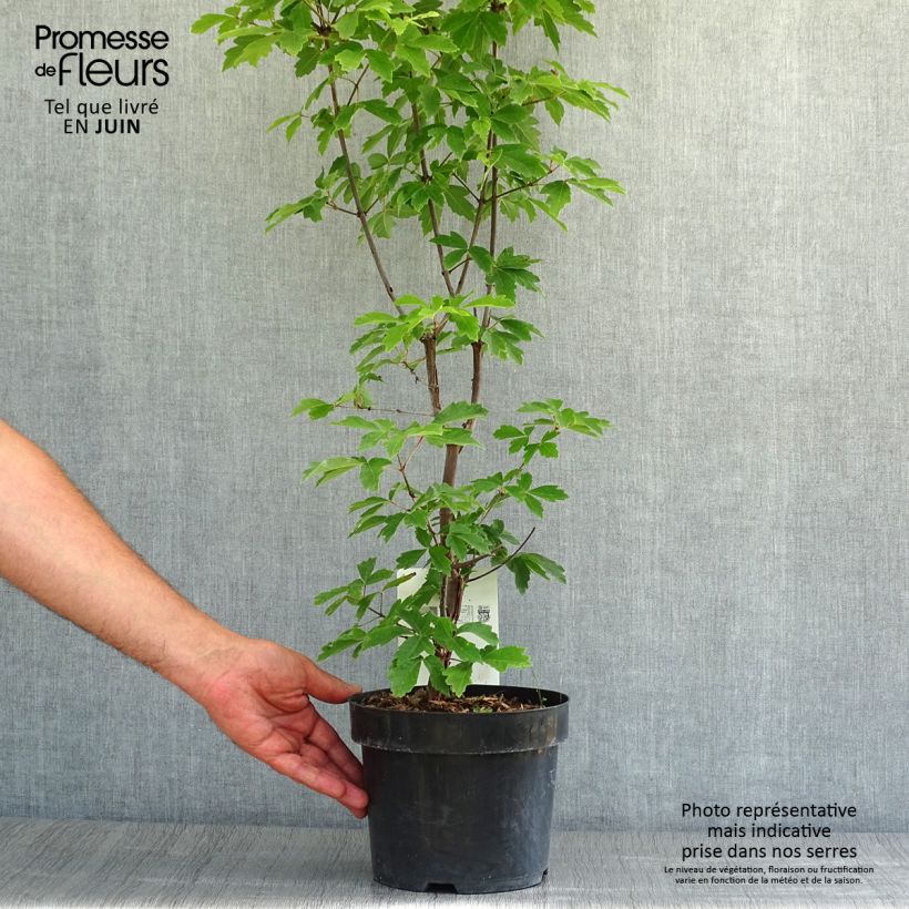 Exemplaar van Acer griseum - papieresdoorn Pot van 3 l/4 l zoals geleverd in de zomer