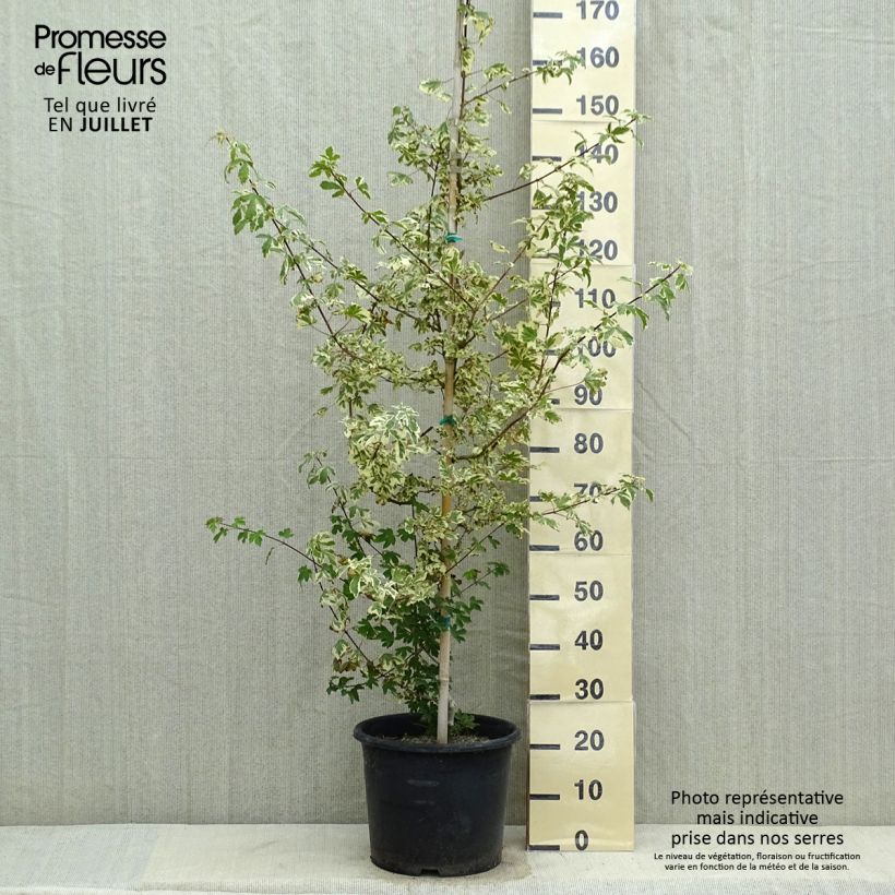 Exemplaar van Acer campestre Carnival - Veldesdoorn Pot van 12 l/15 l, Kroonhoogte zoals geleverd in de zomer
