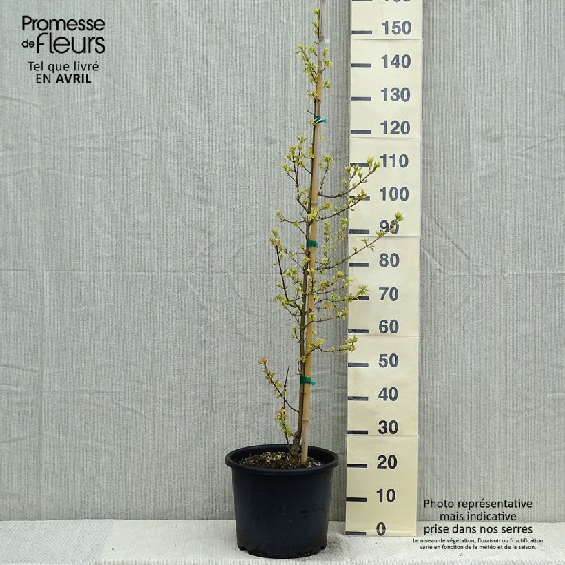 Exemplaar van Acer campestre Carnival - Veldesdoorn Pot van 12 l/15 l, Kroonhoogte zoals geleverd in de lente